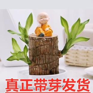 ��ѿ����ľˮ�B���\ľ�_���Gֲ�҃�����ˮ��ֲ�������С�����ļ�