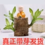植物开花四季盆栽巴西木