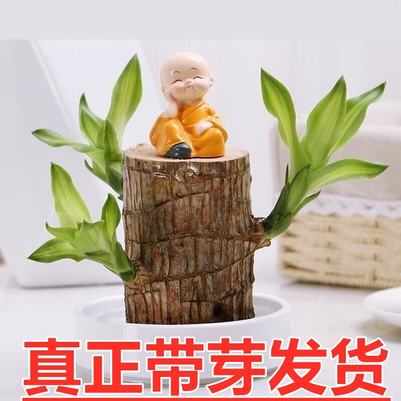 Brazilian Wood with Buds, Water-Cultured Lucky Wood, Flowering Green Plants, Indoor Potted Hydroponic Plants, Groot Small Tree Man, All Year Round Brazilian Wood with Buds, Water-Cultured Lucky Wood, Flowering Green Plants, Indoor Potted Hydroponic Plants, Groot Small Tree Man, All Year Round