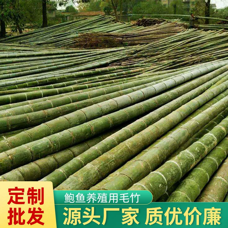 Фуцзянь [Базовые поставки] Bamboo Abalone для разведения Abalone Bamboo Технические характеристики Bamboo Customization