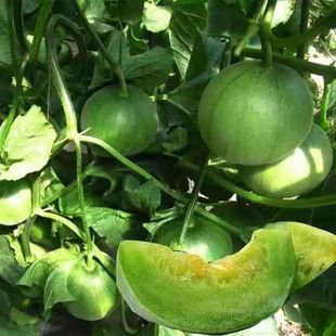 �G��ʯ��ϷN����ϷN�ѾGƤ����Ƥ�ļ��̨�����߲�ˮ���N��