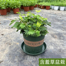 含羞草小盆栽室内阳台植物四季常青易养花卉害羞草怕羞草趣味绿植