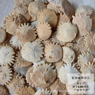 ��Ȼ������������݆�ܺ�đ��ʯԭʯ�˱����l��ͯ���|���ս̌W�[��