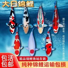 纯种大正红白三色鲤鱼招财锦鲤冷水淡水观赏鱼活鱼金鱼耐活好养鲤