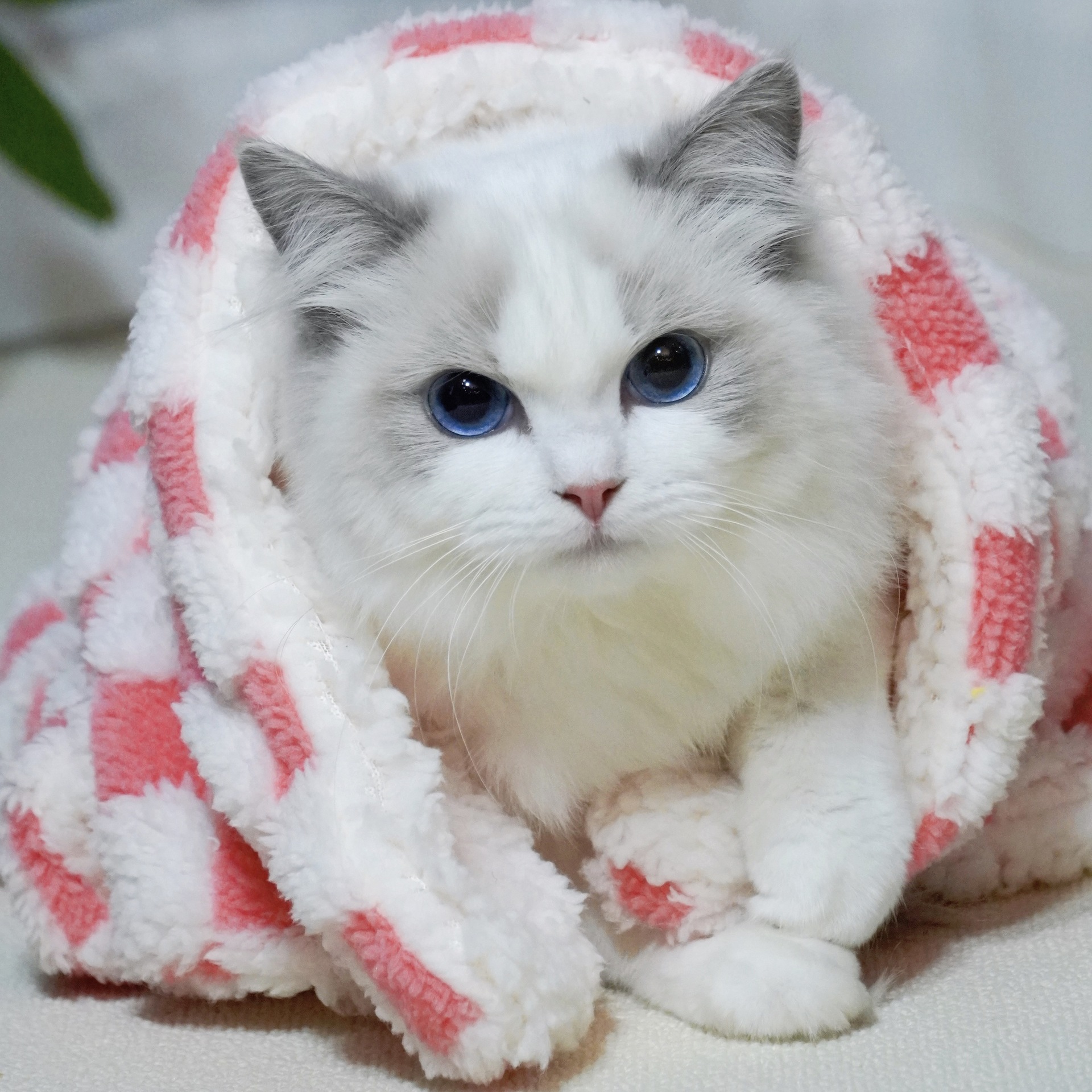 Nuevas mantas para mascotas transfronterizas para perros y gatos, colchonetas cálidas de invierno, colchonetas para gatos, colchonetas para perros, mantas, colchonetas refrescantes para mascotas al por mayor