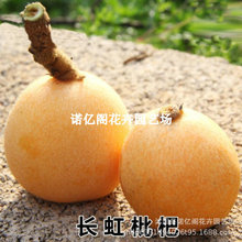 蒙自长虹甜枇杷果树果苗南北方地栽盆栽特大嫁接种植树苗当年结果