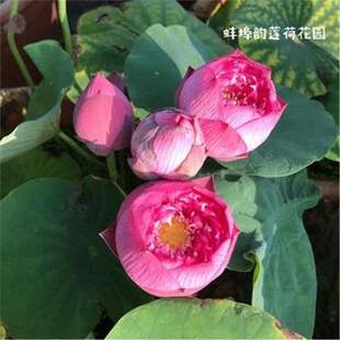 ���㻨����ɏ�N��˯ɏ�ɻ��ļ��k����ˮ�Bֲ���^�p�������_�ڰ��]