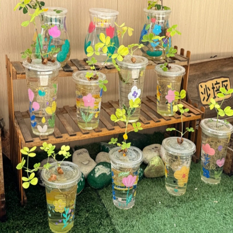 Kindergarten Hydroponic Area Plant Observation Corner Decoration Materials Transparent Cup Classroom Class Theme Natural Education Props