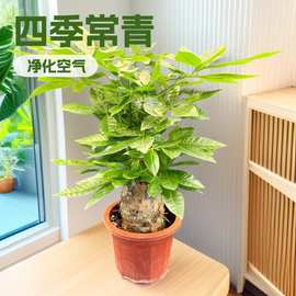 原盆大号发财树盆栽室内外植物好养净化空气盆景四季常青活易养