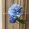 2 spring peony