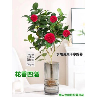 Xiangfei Camellia Hydroponic Plant Blooms in All Seasons and Is Suitable for Water Cultivation. the Flower Period Is Long and the Household Five-Color Red Camellia Is Suitable for Water Cultivation