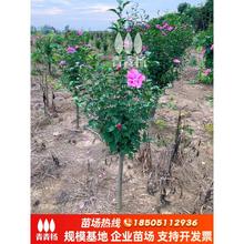 木槿花树苗扶桑花庭院园林风景大树棒棒糖绿化苗木可食用花卉丛生