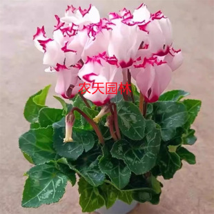 �ɿ́����Ԏ������҃Ȼ����ذ�ӭ�́��ļ��_�����B�����^��ֲ��