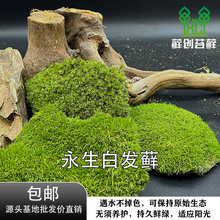 ���\��̦�\������̦�\�װl�\����\�����\С���쾰�����̦����ɫ