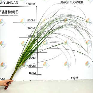 Fresh Reed Leaves, Pu Tail Leaves, Fresh Cut Thin Leaves, Short Reed Lace, Yunnan Base Direct Batch Wedding Flowers and Materials