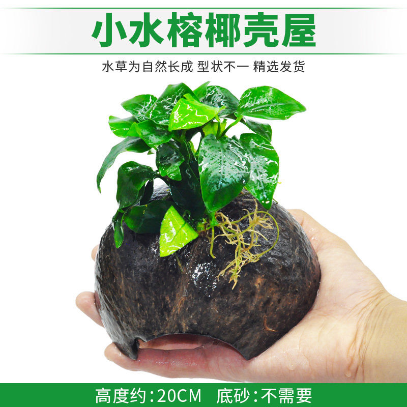 小水榕净水椰壳屋