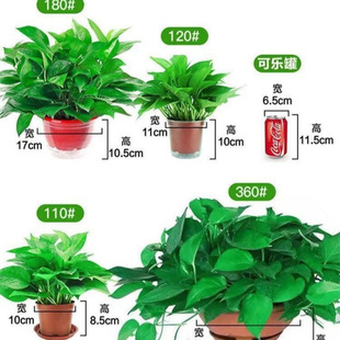 �G�}�������҃�ֲ���·�����������ȩ�����՚�����Gֲ�����L�پG