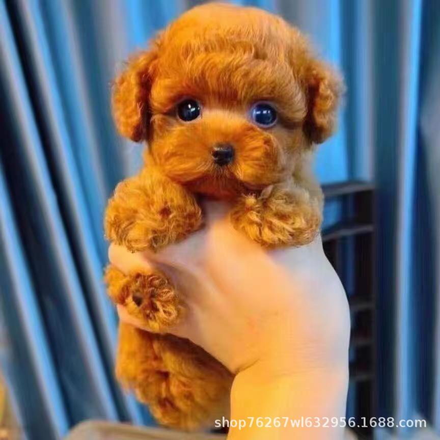 Poodle Pet Dog Puppies for Sale Live Dogs Puppies Live Dogs Pet Dogs Teddy Dogs Small Dogs Teacup Dogs