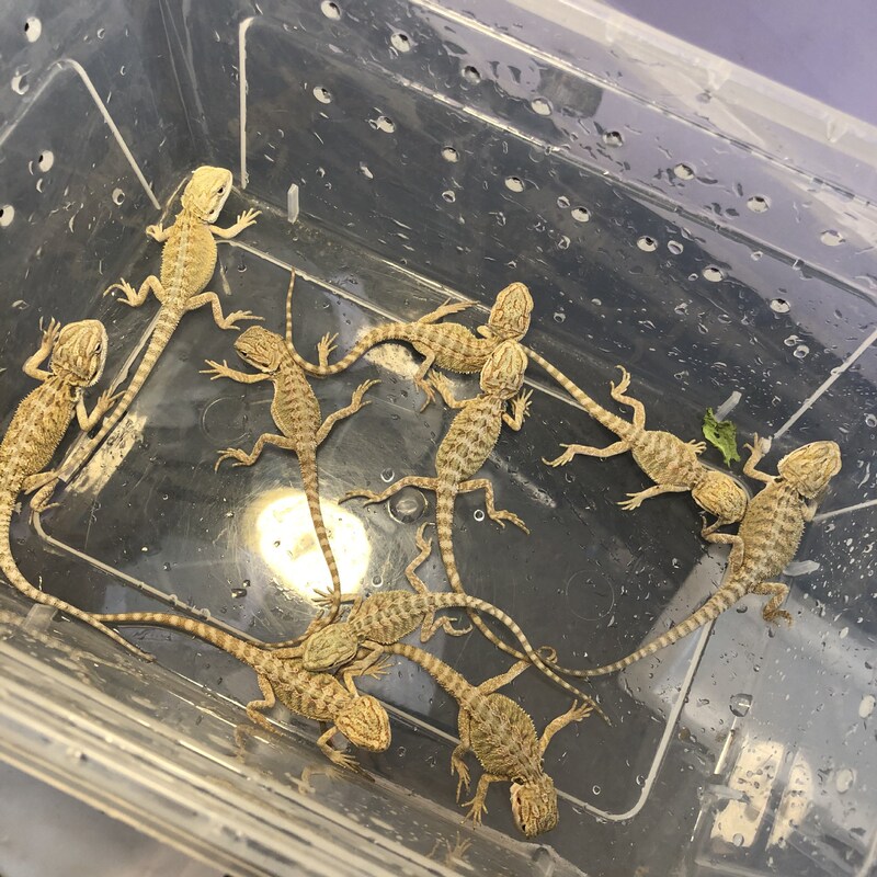 鬃狮蜥蜴活的宠物幼体入门级爬宠异宠温顺不咬人柑橘红系超白zero|undefined