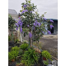 ̩�����~�{�����S���Ů�����h�ļ��_�����ٻ��b����_�mֱ�N