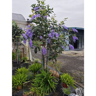 ̩�����~�{�����S���Ů�����h�ļ��_�����ٻ��b����_�mֱ�N