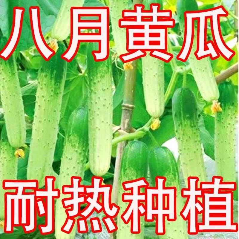 Tangshan Autumn Melon Seeds, Drought-Tolerant Cucumber Seeds, Can Be Eaten Raw, High Yield, Easy to Grow, Heat-Resistant, Suitable for Spring and Autumn Planting, Fruit Cucumber Seeds