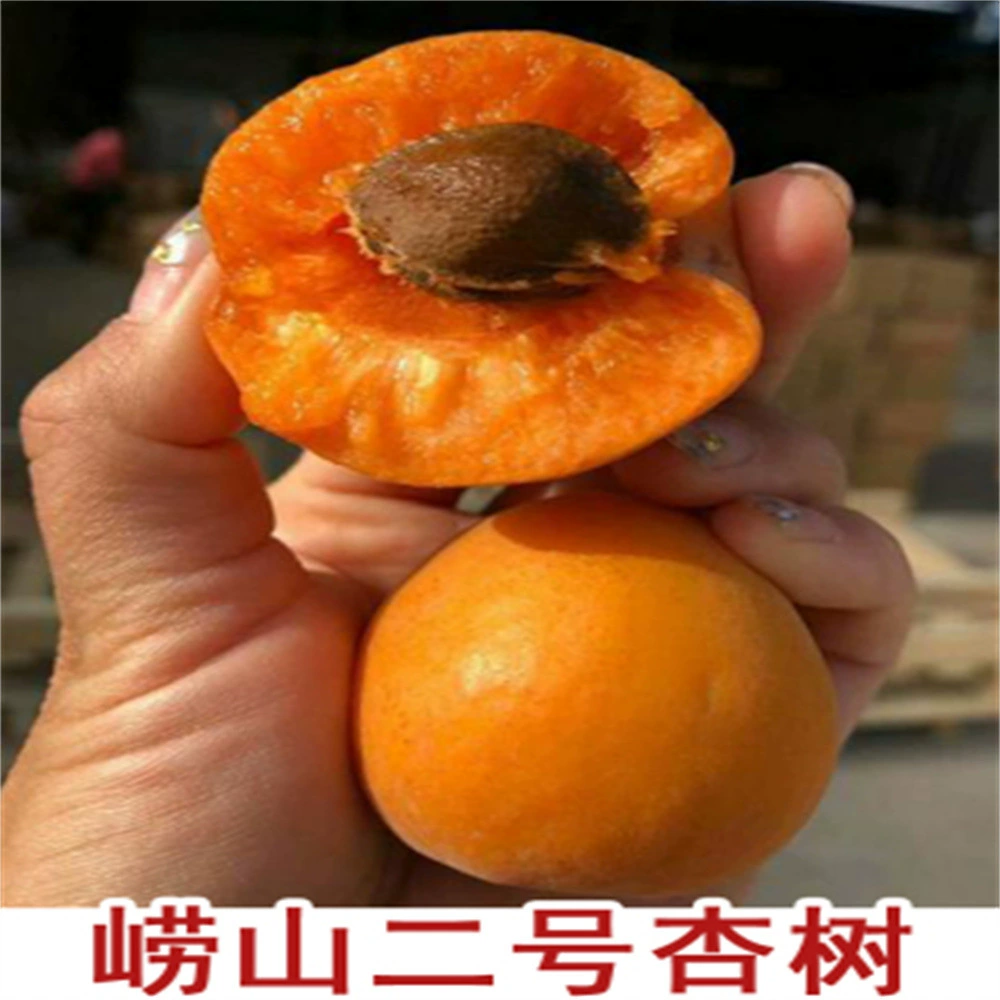 Золотое Солнце Абрикос Рассада Прививка Ревень Абрикос В горшке Абрикос Плодовое дерево Двор Посадка Юг и Север Итоги посадки года