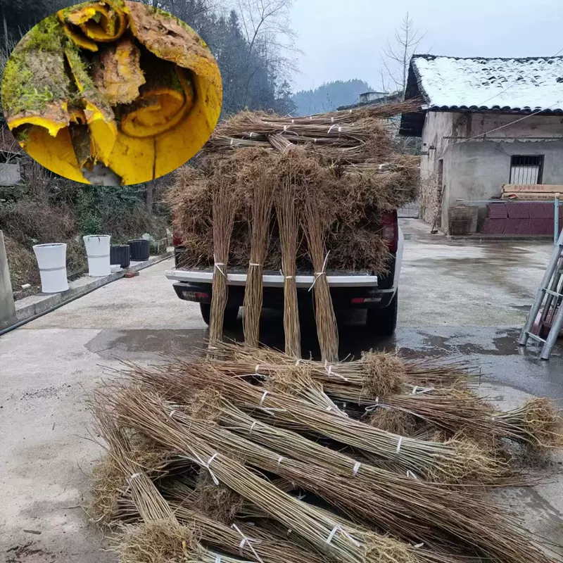 贵州厚皮黄柏树苗批  药材厚皮黄柏树苗 新品种 南方药材苗