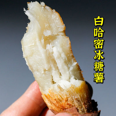 Shandong Hami Rock sugar fresh atmosphere Potato breakfast Sweet potato