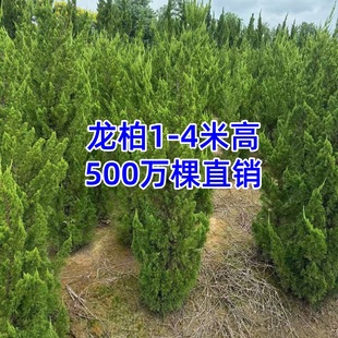 �u�����ֱ������ë��С���ؾG�h14�����������������Gֲ������