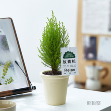 香松盆栽放青松绿植室内花卉办公室懒人好养活植物圣诞树节垒德株