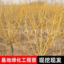 lS𻱹̾GϱNֲľ֦޽ӽzצ