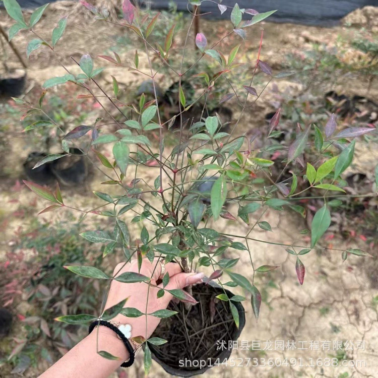 Саженцы бамбука Нантиан, бамбук Нантиан, бамбук Нантиан с красными листьями, осенние и зимние лиственчатые растения, дворовые растения, зеленые растения для дорожного строительства