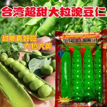 �L�۶���������㶹�N��ɢ�b�㶹�N�����㶹�N���߲���