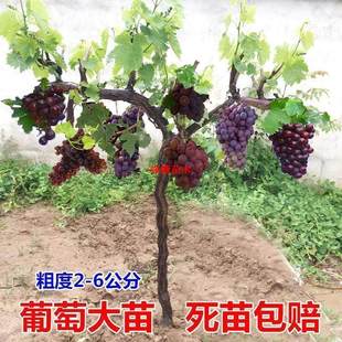 ���ј��mꖹ�õ���{��ʯ�޷������������������٘��籱���Ϸ��Nֲ
