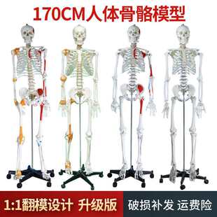 ��Ȼ�����w����ģ�� 170CM���˴�����t�˱��̌W��׵ȫ���Ǽ�ģ��