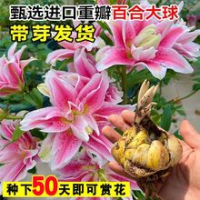 一件代发进口香水百合花种球盆栽大丽花卉绿植物室内好养活四季开