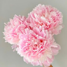 堖ذșͥԺ̨ͺ^pݱʝֱl