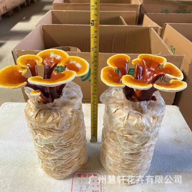 厂家批发活体灵芝盆景养不死的桌面小植物盆栽摆件易栽培美观绿植