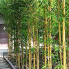 Green seedlings, bamboo seedlings courtyard green landscape bamboo seedling wall plant purple bamboo courtyard bamboo seedlings four seasons evergreen