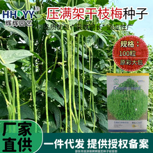 ���M�ܸ�֦÷���ǷN���L���ǷN�Ӊ�����С���~���L�����N�����l