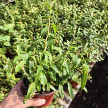 浙江铁皮石斛苗二年苗红杆软脚铁皮石斛驯盆栽苗原盆发货批发