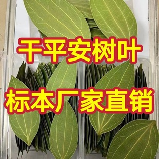Wholesale Dried Leaves for Leaf Carving, Leaf Specimen Machine, Laser Engraving Photo Material, Leidezhuzhu