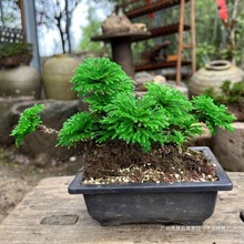 假山就净化空气水卷柏岩柏凤凰活驱蚊草遇幸运草四季鱼缸野生造型