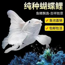 台湾蝴蝶鲤冷水观赏鱼石膏白短身球体狮头长尾锦鲤鱼苗金鱼