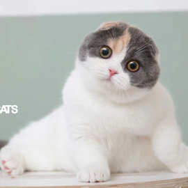 折耳猫活体折耳矮脚小猫活物英短美短折耳红阿比活体幼猫阿比猫舍