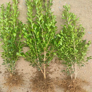 С�~�����S���������~�S��ͥԺ�ͺ��ļ�����G���h��ֲ�ﶬ����