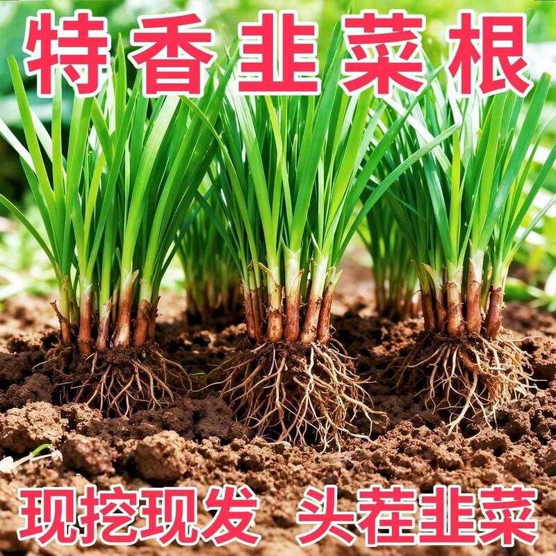 Four-Season Chive Root Seedlings with Soil, Purple Roots, Large Leaves, Wide Leaves, Red Roots, Indoor and Outdoor Balcony Vegetable Seedlings, Vegetable Seeds, Seedlings