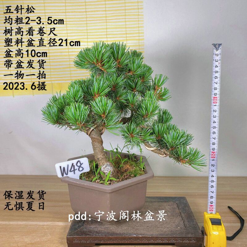 Stylized Old Pine Bonsai with Five Needles, Evergreen Outdoor Plant, Real-Life Photography, One Item Per Auction
