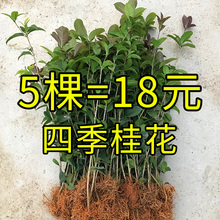 四季金桂桂花树 树苗移栽园林绿化工程种植基地